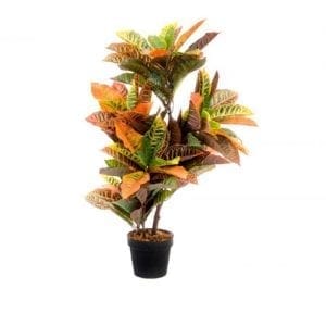 ALQUILER DE PLANTAS PARA EVENTOS