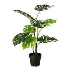 ALQUILER DE PLANTAS PARA EVENTOS